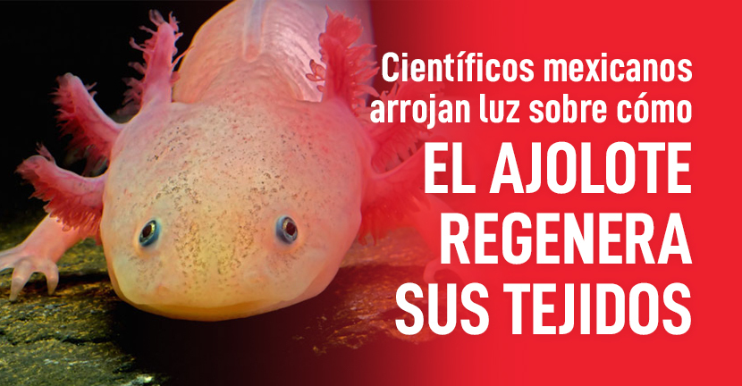 imagen del artículo Científicos mexicanos arrojan luz sobre cómo el ajolote regenera sus tejidos